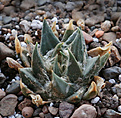 Нажмите на изображение для увеличения.

Название:	Ariocarpus_trigonus.jpg
Просмотров:	162
Размер:	189.4 Кб
ID:	329032