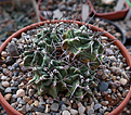 Нажмите на изображение для увеличения.

Название:	Echinocereus_triglochidiatus_v.melanacanthus.jpg
Просмотров:	164
Размер:	209.2 Кб
ID:	329034