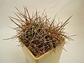 Нажмите на изображение для увеличения.

Название:	Echinocereus_triglochidiatus_v.melanacanthus.JPG
Просмотров:	149
Размер:	61.8 Кб
ID:	329046