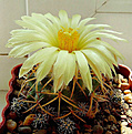 Нажмите на изображение для увеличения.

Название:	Coryphantha_bumamma.jpg
Просмотров:	151
Размер:	128.7 Кб
ID:	329063