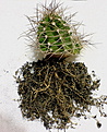 Нажмите на изображение для увеличения.

Название:	Echinocereustriglochidiatusv.melanacanthus_2010_03.jpg
Просмотров:	149
Размер:	130.0 Кб
ID:	329067