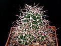 Нажмите на изображение для увеличения.

Название:	Echinocereustriglochidiatusv.melanacanthus_2010_12.jpg
Просмотров:	158
Размер:	186.3 Кб
ID:	329068