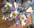 Нажмите на изображение для увеличения.

Название:	echeveria_hybr1.jpg
Просмотров:	311
Размер:	205.8 Кб
ID:	329092