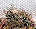Нажмите на изображение для увеличения.

Название:	m_Echinocereustriglochidiatusv.melanacanthus...jpg
Просмотров:	139
Размер:	198.2 Кб
ID:	329113