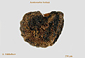 Нажмите на изображение для увеличения.

Название:	Austrocactus_bertinii_seed_900pcs.jpg
Просмотров:	287
Размер:	169.6 Кб
ID:	329118