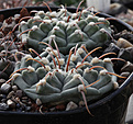 Нажмите на изображение для увеличения.

Название:	Gymnocalycium_vatteri_P108.jpg
Просмотров:	213
Размер:	226.4 Кб
ID:	329123