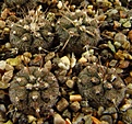 Нажмите на изображение для увеличения.

Название:	Gymnocalycium_riojense_v_guasayanense_STO273.jpg
Просмотров:	720
Размер:	96.9 Кб
ID:	329153