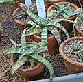 Нажмите на изображение для увеличения.

Название:	AloeLomatophyllum_propagulifera_IMG_5179.jpg
Просмотров:	195
Размер:	158.2 Кб
ID:	329154