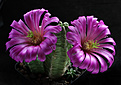 Нажмите на изображение для увеличения.

Название:	Echinocereus_viereckii_v.morricalii.jpg
Просмотров:	683
Размер:	172.1 Кб
ID:	329184