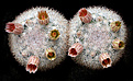 Нажмите на изображение для увеличения.

Название:	Mammillaria_candida.jpg
Просмотров:	661
Размер:	219.3 Кб
ID:	329191