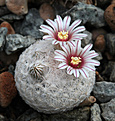 Нажмите на изображение для увеличения.

Название:	Mammillaria_egregia_HK1151.jpg
Просмотров:	704
Размер:	235.7 Кб
ID:	329192