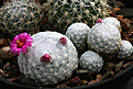 Нажмите на изображение для увеличения.

Название:	Mammillaria_humboldtii_RH132Hidalgo.jpg
Просмотров:	648
Размер:	181.0 Кб
ID:	329193