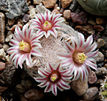 Нажмите на изображение для увеличения.

Название:	Mammillaria_lasiacantha_SB255.jpg
Просмотров:	648
Размер:	219.9 Кб
ID:	329194