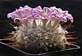 Нажмите на изображение для увеличения.

Название:	Mammillaria_longiflora.jpg
Просмотров:	656
Размер:	185.0 Кб
ID:	329195