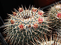 Нажмите на изображение для увеличения.

Название:	Mammillaria_parkinsonii.jpg
Просмотров:	661
Размер:	215.1 Кб
ID:	329196