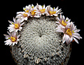 Нажмите на изображение для увеличения.

Название:	Mammillaria_pectinifera.jpg
Просмотров:	660
Размер:	227.3 Кб
ID:	329197