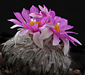 Нажмите на изображение для увеличения.

Название:	Pelecyphora_aselliformis.jpg
Просмотров:	653
Размер:	185.1 Кб
ID:	329201