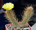 Нажмите на изображение для увеличения.

Название:	Tephrocactus_weberi_VG04-86-337.jpg
Просмотров:	637
Размер:	168.4 Кб
ID:	329207