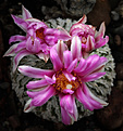 Нажмите на изображение для увеличения.

Название:	Turbinicarpus_pseudopectinatus.jpg
Просмотров:	652
Размер:	247.3 Кб
ID:	329208