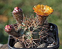 Нажмите на изображение для увеличения.

Название:	Acanthocalycium_munitum_DH10.jpg
Просмотров:	613
Размер:	208.3 Кб
ID:	329210