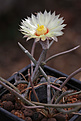 Нажмите на изображение для увеличения.

Название:	Astrophytum_Digitostigma_caput-medusae.jpg
Просмотров:	703
Размер:	179.5 Кб
ID:	329212