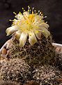 Нажмите на изображение для увеличения.

Название:	Copiapoa_humilis_FR464.jpg
Просмотров:	603
Размер:	198.9 Кб
ID:	329217