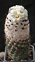 Нажмите на изображение для увеличения.

Название:	Coryphantha_durangensis.jpg
Просмотров:	673
Размер:	198.8 Кб
ID:	329218