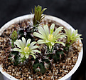 Нажмите на изображение для увеличения.

Название:	Echinocereus_viridiflorus_v.davisii_SB426.jpg
Просмотров:	655
Размер:	213.9 Кб
ID:	329219