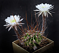Нажмите на изображение для увеличения.

Название:	Echinopsis_chacoana.jpg
Просмотров:	618
Размер:	125.3 Кб
ID:	329221