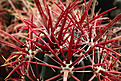 Нажмите на изображение для увеличения.

Название:	Ferocactus_coloratus.jpg
Просмотров:	570
Размер:	213.9 Кб
ID:	329222