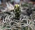Нажмите на изображение для увеличения.

Название:	Gymnocalycium_catamarcense_form_VG177.jpg
Просмотров:	603
Размер:	163.1 Кб
ID:	329224