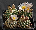 Нажмите на изображение для увеличения.

Название:	Pediocactus_knowltonii_SB304.jpg
Просмотров:	616
Размер:	185.2 Кб
ID:	329229