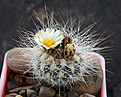 Нажмите на изображение для увеличения.

Название:	Pediocactus_paradinei.jpg
Просмотров:	587
Размер:	146.1 Кб
ID:	329230