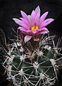 Нажмите на изображение для увеличения.

Название:	Sclerocactus_glaucus_f.franklini.jpg
Просмотров:	590
Размер:	199.4 Кб
ID:	329233