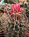 Нажмите на изображение для увеличения.

Название:	Sclerocactus_spinosior_v.schleseri_SB1015.jpg
Просмотров:	551
Размер:	227.5 Кб
ID:	329234