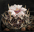 Нажмите на изображение для увеличения.

Название:	Stenocactus_pentacanthus_PP428.jpg
Просмотров:	594
Размер:	223.7 Кб
ID:	329235