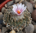 Нажмите на изображение для увеличения.

Название:	Turbinicarpus_panarottoi.jpg
Просмотров:	598
Размер:	187.6 Кб
ID:	329236