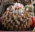 Нажмите на изображение для увеличения.

Название:	Turbinicarpus_saueri_ssp.ysabelae.jpg
Просмотров:	628
Размер:	196.0 Кб
ID:	329237
