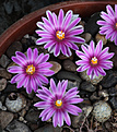 Нажмите на изображение для увеличения.

Название:	Turbinicarpus_valdezianus_fl.jpg
Просмотров:	604
Размер:	213.2 Кб
ID:	329239
