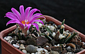 Нажмите на изображение для увеличения.

Название:	Ariocarpus_agavoides.jpg
Просмотров:	604
Размер:	198.4 Кб
ID:	329241