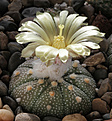 Нажмите на изображение для увеличения.

Название:	Astrophytum_asterias_Texas.jpg
Просмотров:	543
Размер:	220.7 Кб
ID:	329243