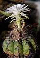 Нажмите на изображение для увеличения.

Название:	Discocactus_crystallophilus3.jpg
Просмотров:	631
Размер:	152.8 Кб
ID:	329246