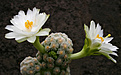 Нажмите на изображение для увеличения.

Название:	Mammillaria_theresae_albiflora.jpg
Просмотров:	589
Размер:	157.9 Кб
ID:	329259