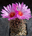 Нажмите на изображение для увеличения.

Название:	Thelocactus_wagnerianus_bicolor..jpg
Просмотров:	597
Размер:	122.7 Кб
ID:	329263