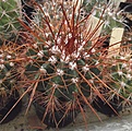 Нажмите на изображение для увеличения.

Название:	gbs_64_melocactus.jpg
Просмотров:	306
Размер:	105.8 Кб
ID:	329279