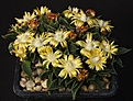 Нажмите на изображение для увеличения.

Название:	Nananthus_vittatus_transvaalensis_GriqualandW_IMG_9359.jpg
Просмотров:	194
Размер:	191.8 Кб
ID:	329282