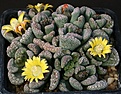 Нажмите на изображение для увеличения.

Название:	Titanopsis_calcarea_13kmfromLuckhoff_IMG_9363.jpg
Просмотров:	207
Размер:	246.0 Кб
ID:	329283