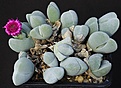 Нажмите на изображение для увеличения.

Название:	Cheiridopsis_glomerata_PortNolloth_IMG_9350.jpg
Просмотров:	179
Размер:	205.3 Кб
ID:	329284