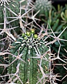 Нажмите на изображение для увеличения.

Название:	Euphorbia_stellaespina_IMG_9386.jpg
Просмотров:	192
Размер:	197.0 Кб
ID:	329288