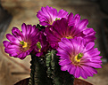 Нажмите на изображение для увеличения.

Название:	Echinocereus_viereckii_v.morricali.jpg
Просмотров:	325
Размер:	250.5 Кб
ID:	329290